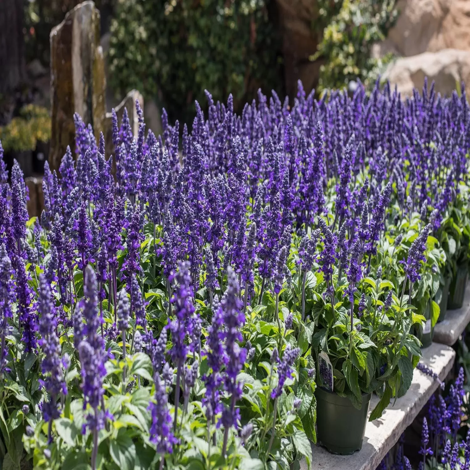 Salvia 'Mysty' - Mysty Blue Salvia (Sage) - 6 Inch>Roger's Gardens Hot