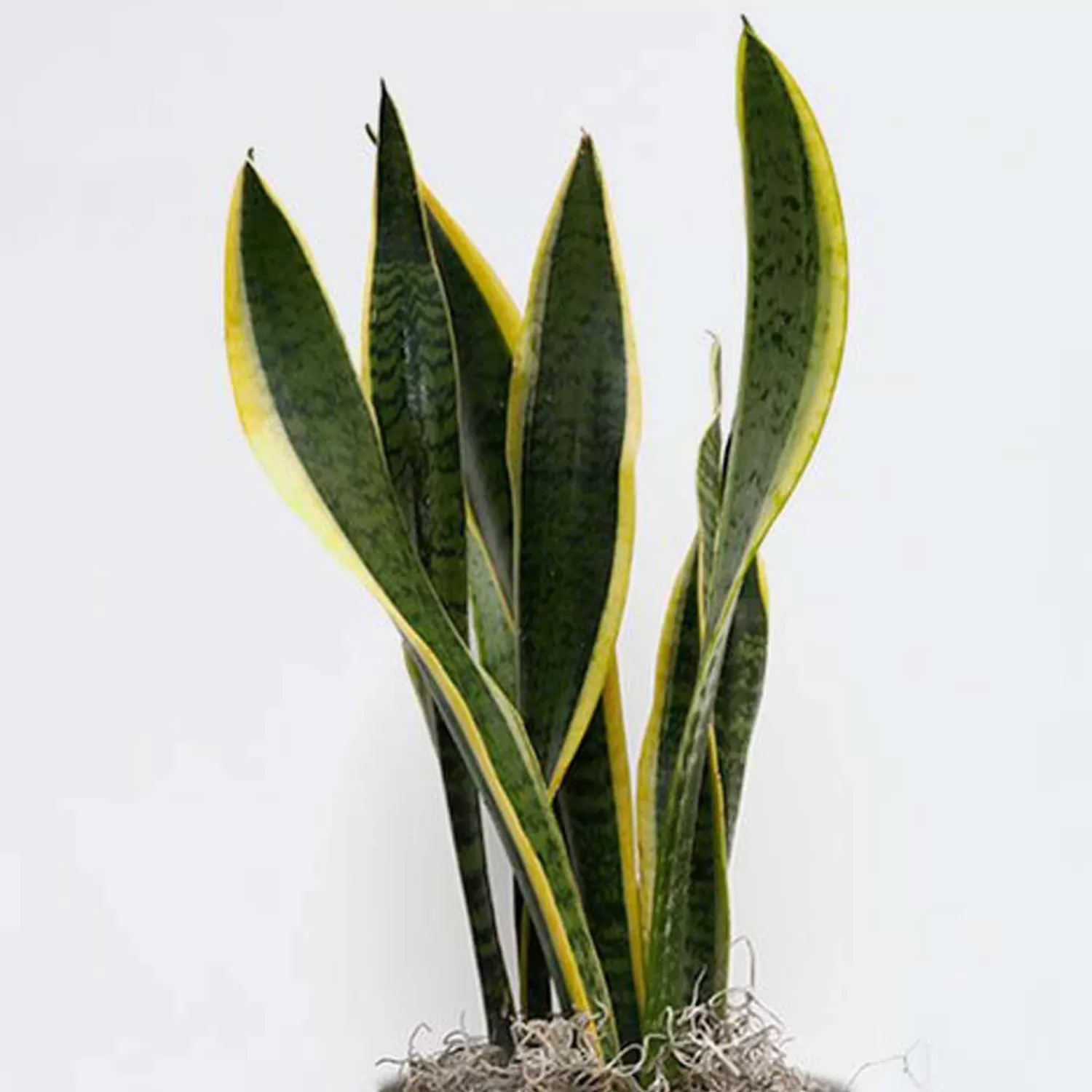 Sanservieria Laurentii - 6" Pot>Roger's Gardens Outlet