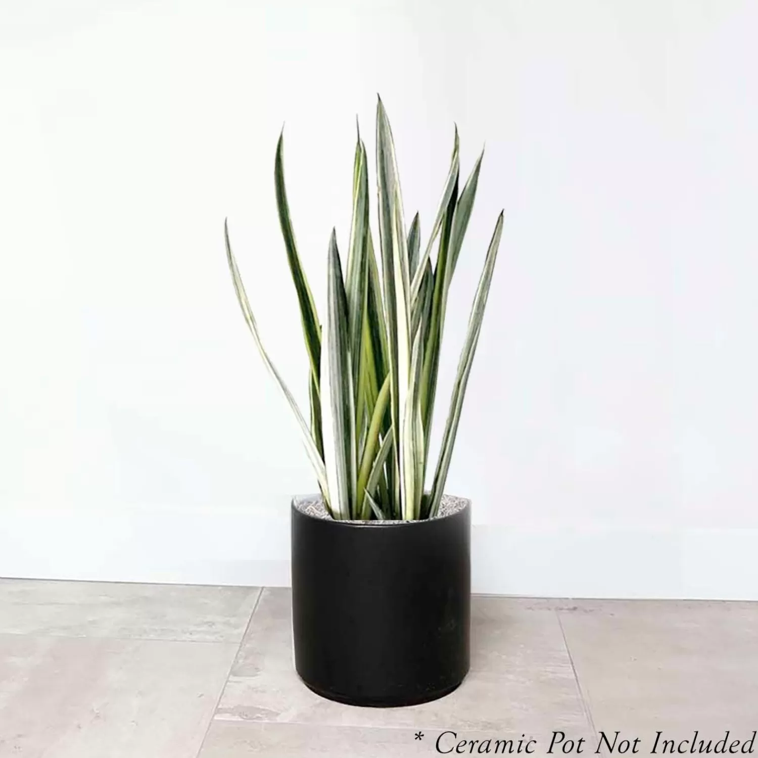 Sansevieria 'Bantel's Sensation' - Snake Plant - 6" Pot>Roger's Gardens Clearance