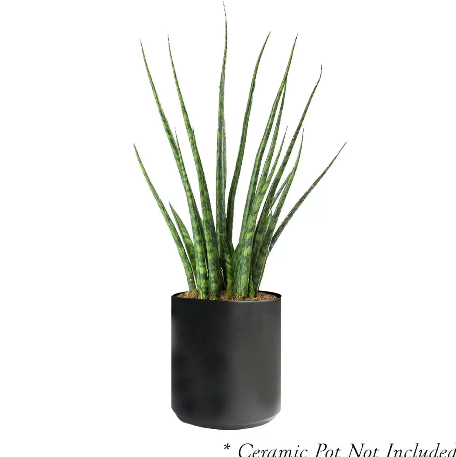 Sansevieria 'Fernwood Mikado' - Snake Plant - 6" Pot>Roger's Gardens Sale