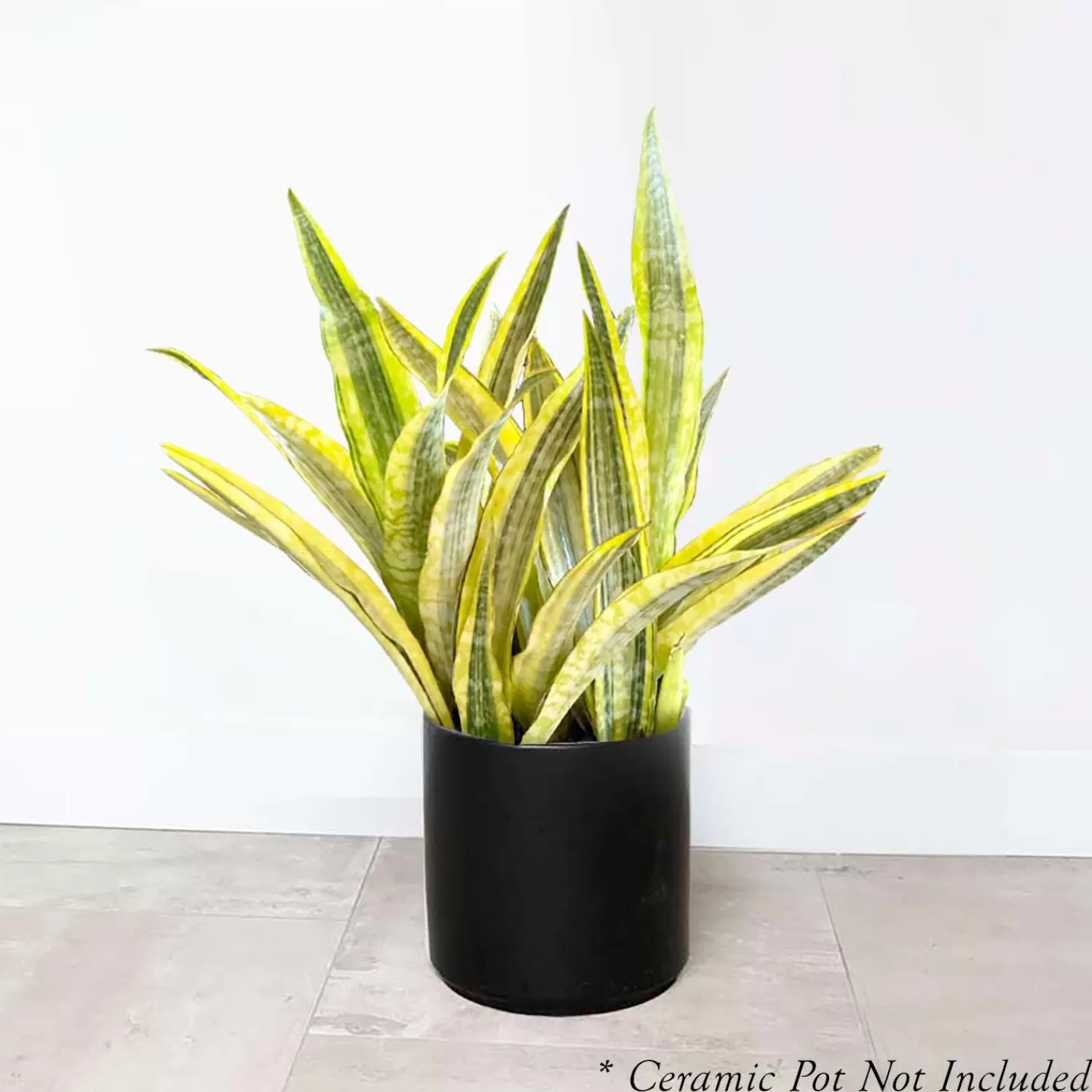 Sansevieria 'Gold Dust' - Snake Plant - 10" Pot>Roger's Gardens Outlet