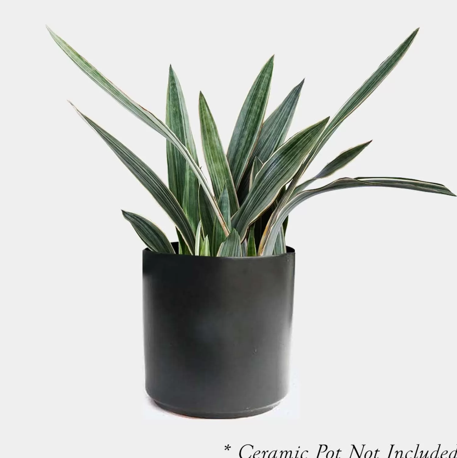 Sansevieria Sayurii - Snake Plant - 8" Pot>Roger's Gardens Fashion