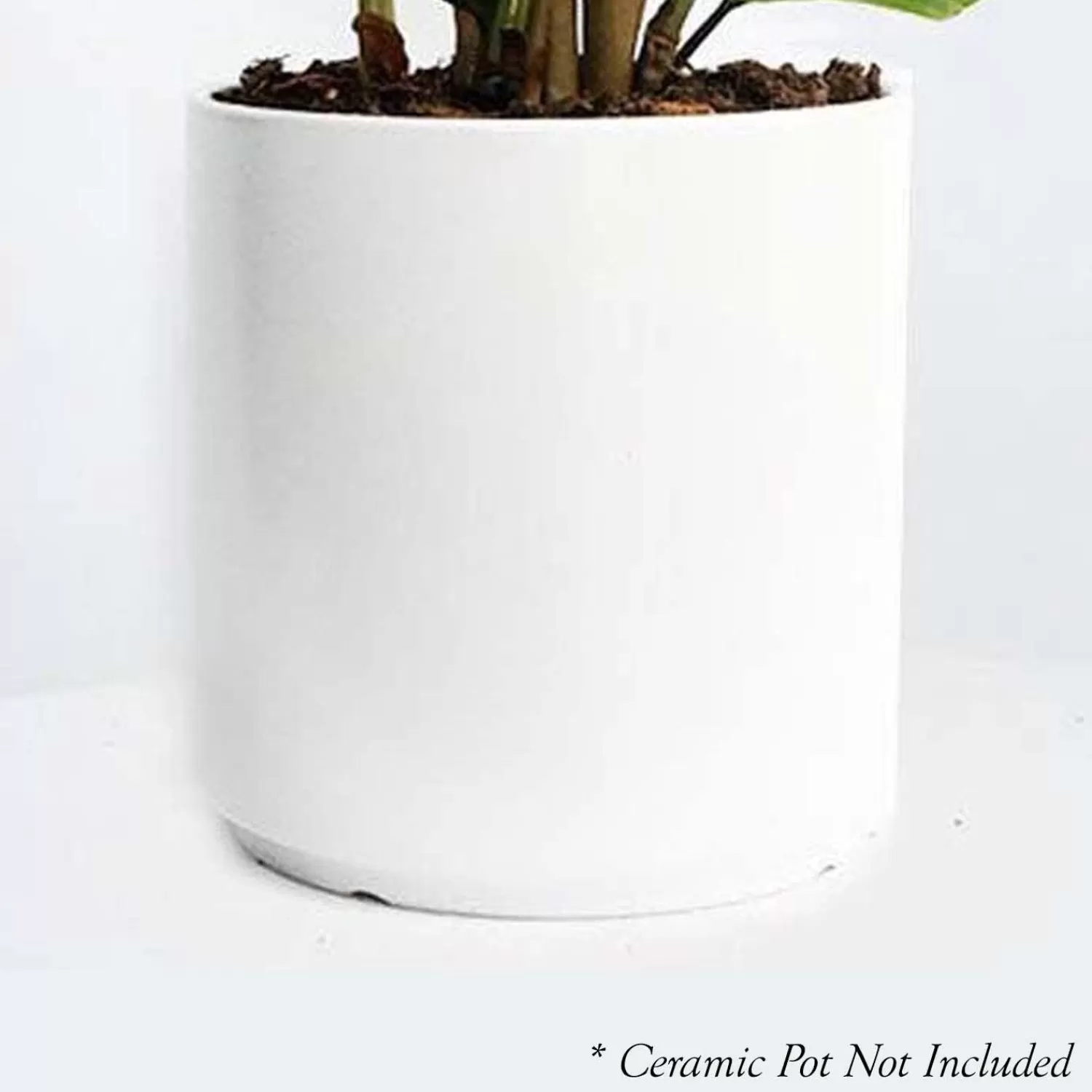 Sansevieria Sayurii - Snake Plant - 8" Pot>Roger's Gardens Fashion