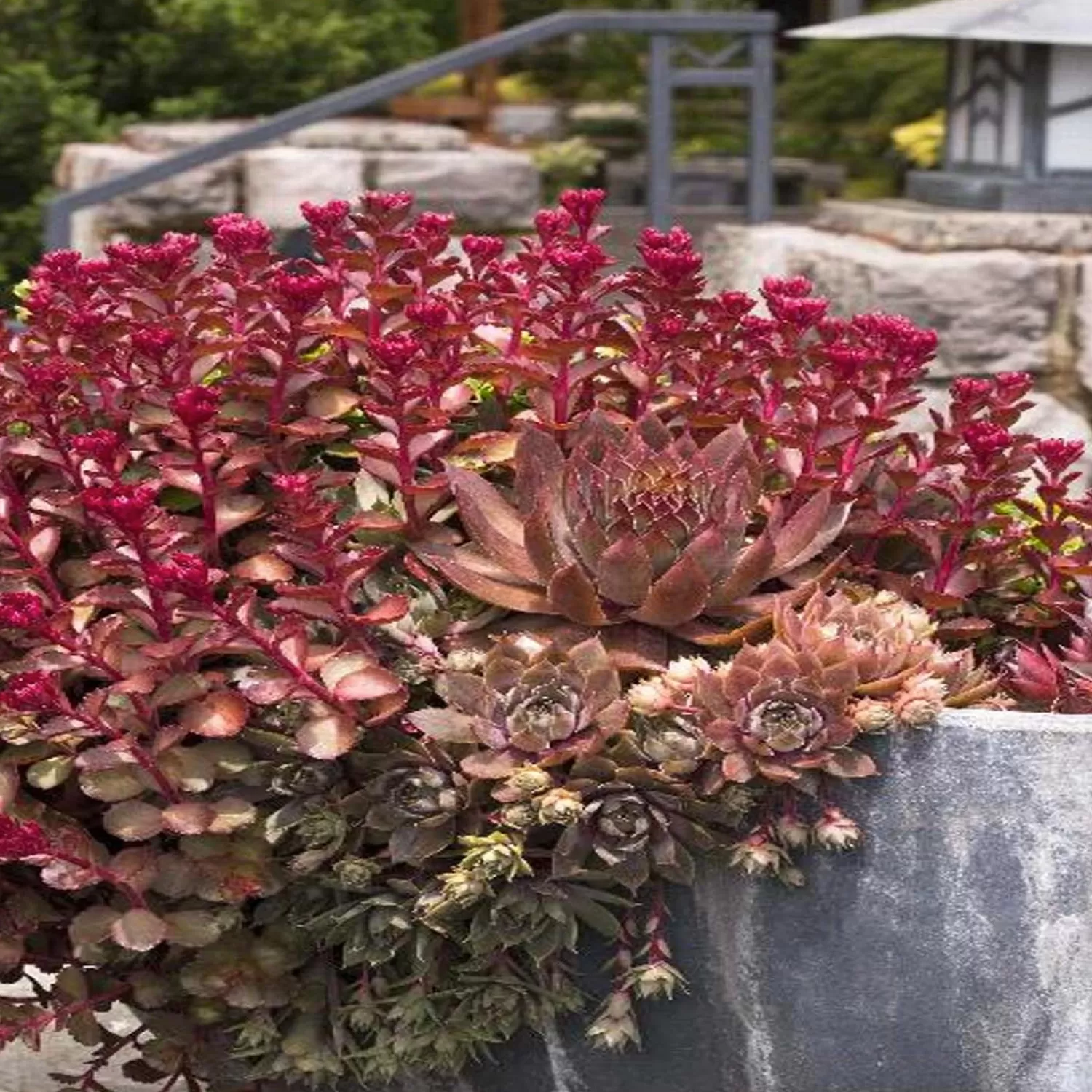 Sedum 'Bronze Carpet' - Bronze Carpet Sedum - 1 Gallon>Roger's Gardens Store