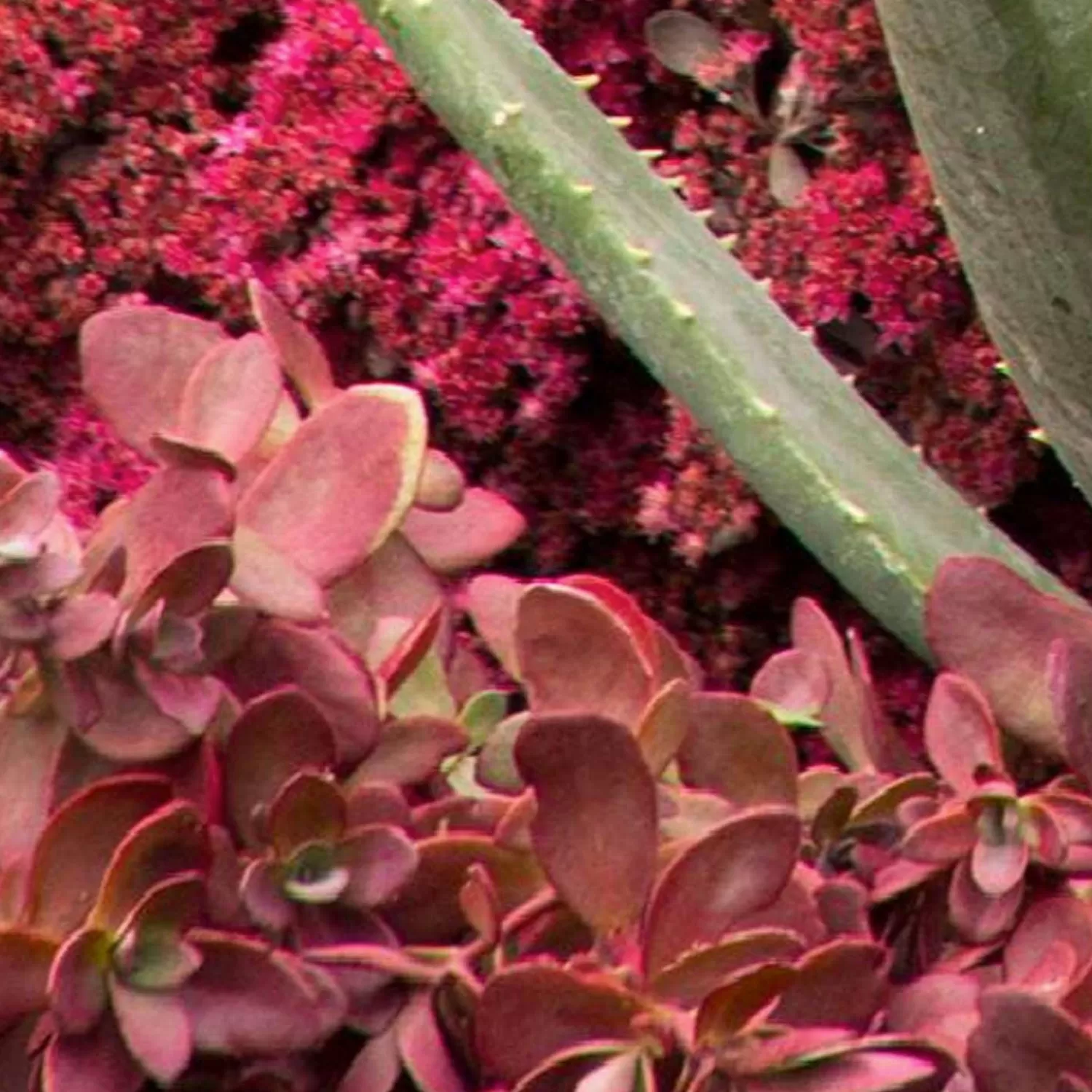 Sedum 'Fire Cracker'® Pp - Fire Cracker Sedum - 1 Gallon>Roger's Gardens Hot