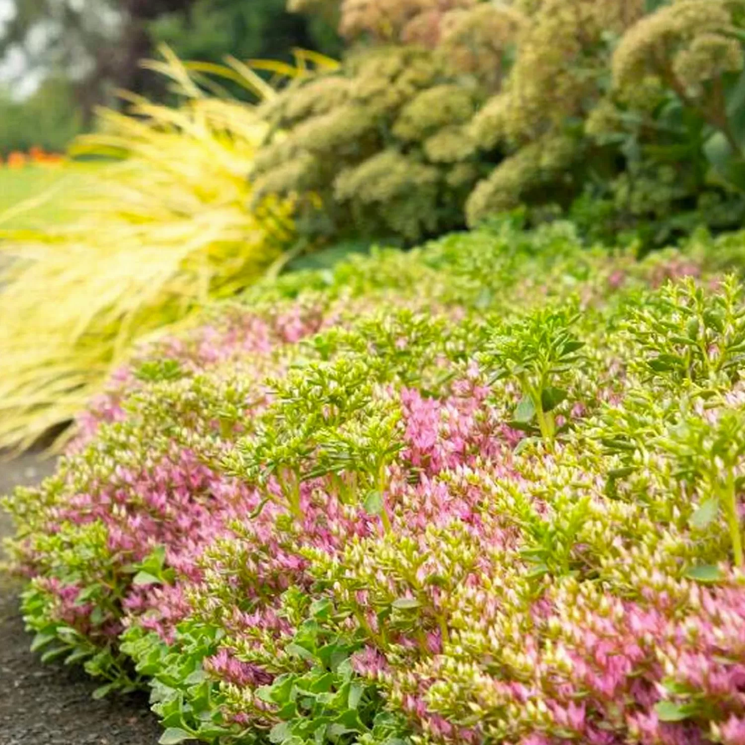 Sedum 'John Creech' - John Creech Sedum - 1 Gallon>Roger's Gardens New