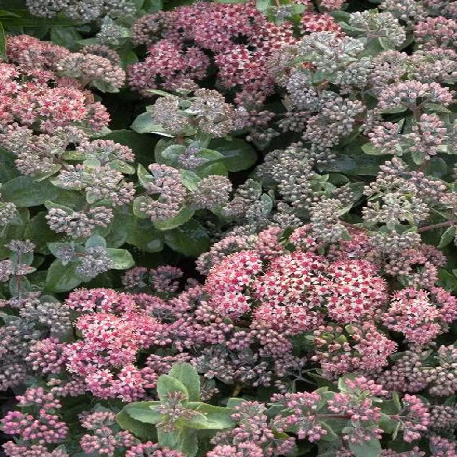 Sedum 'Purple Crush' Pp - Purple Crush Sedum - 1 Gallon>Roger's Gardens Shop