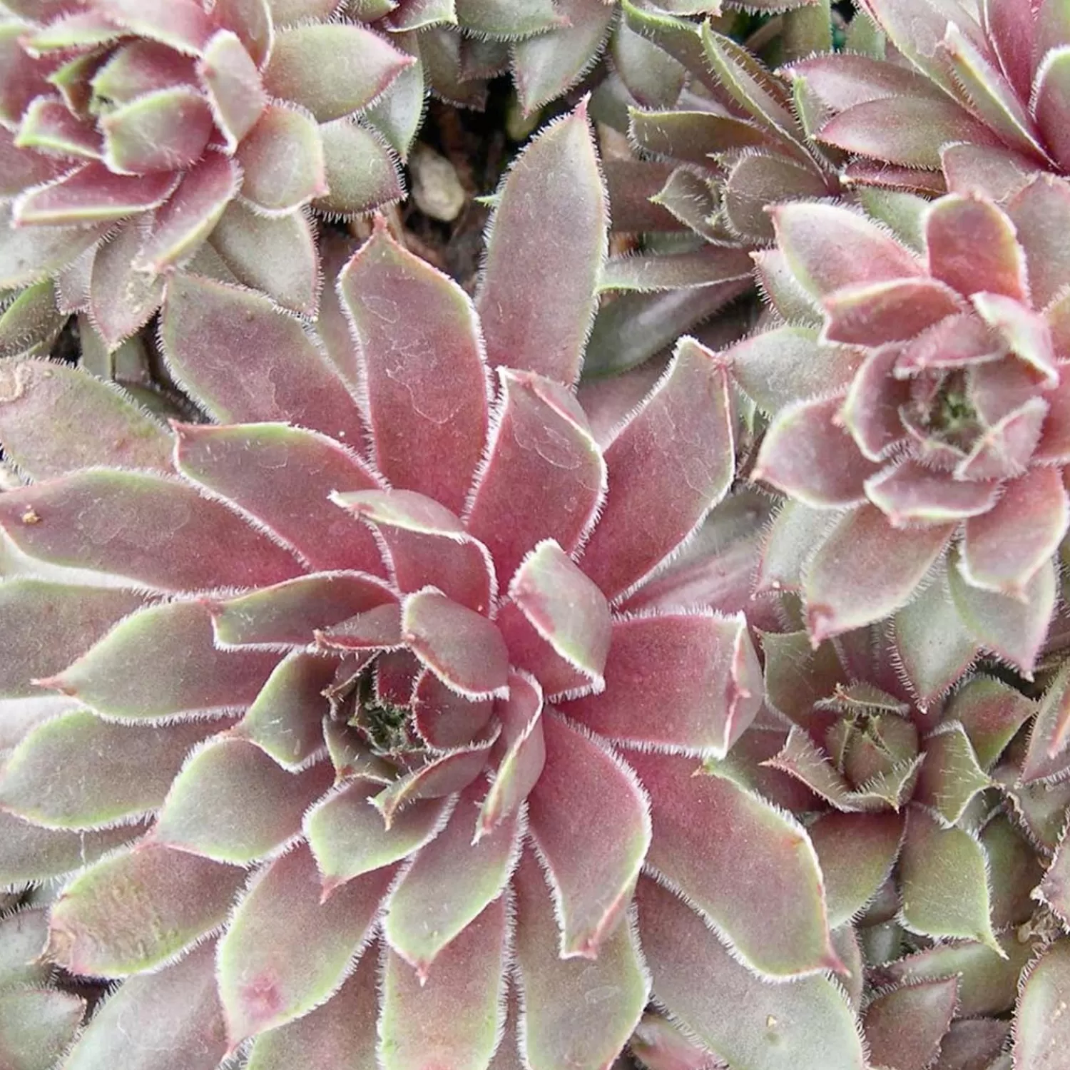 Sempervivum 'Kalinda' - Kalinda Sempervivum - 1 Gallon>Roger's Gardens Store