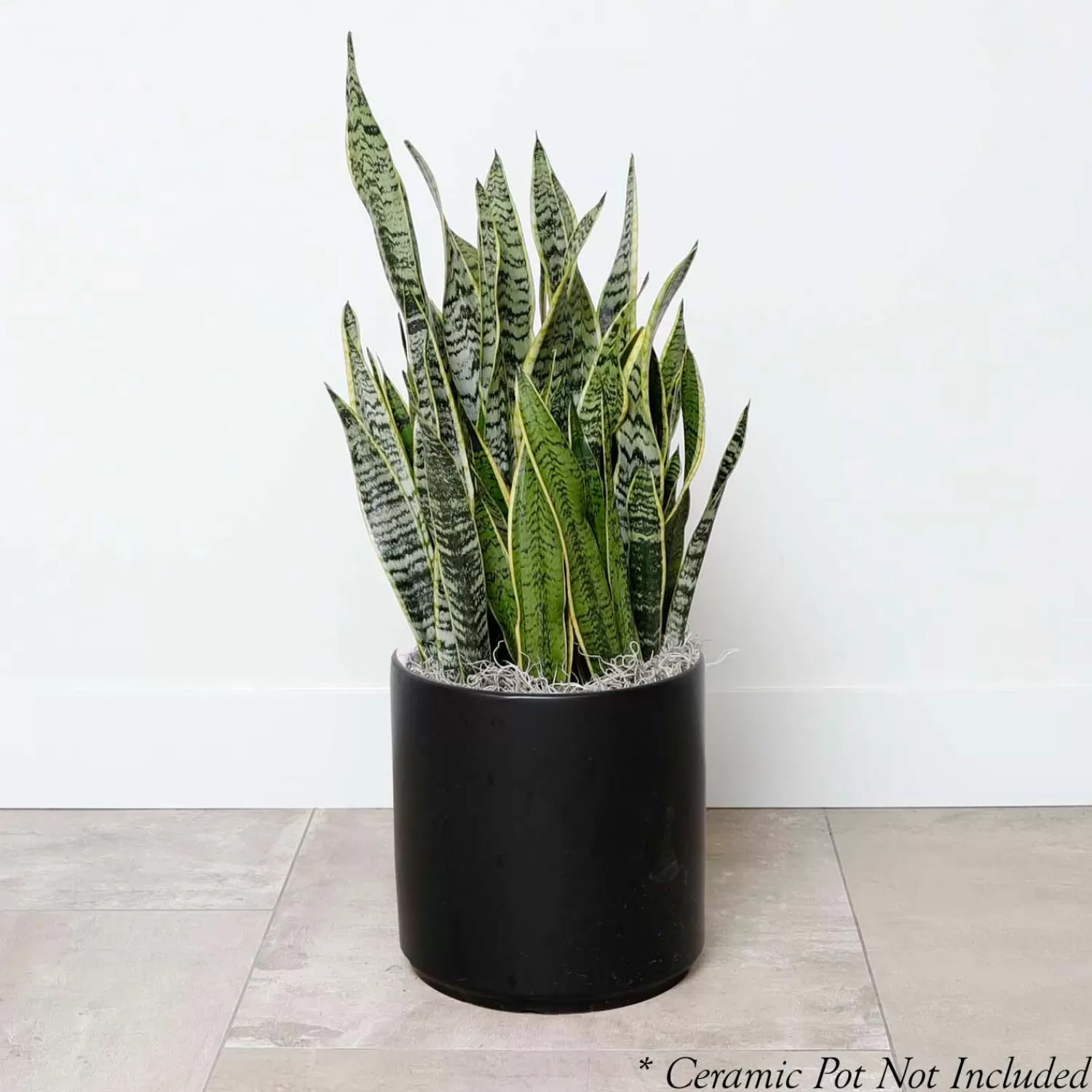 Snake Plant - Sansevieria Laurentii - 10In>Roger's Gardens Flash Sale