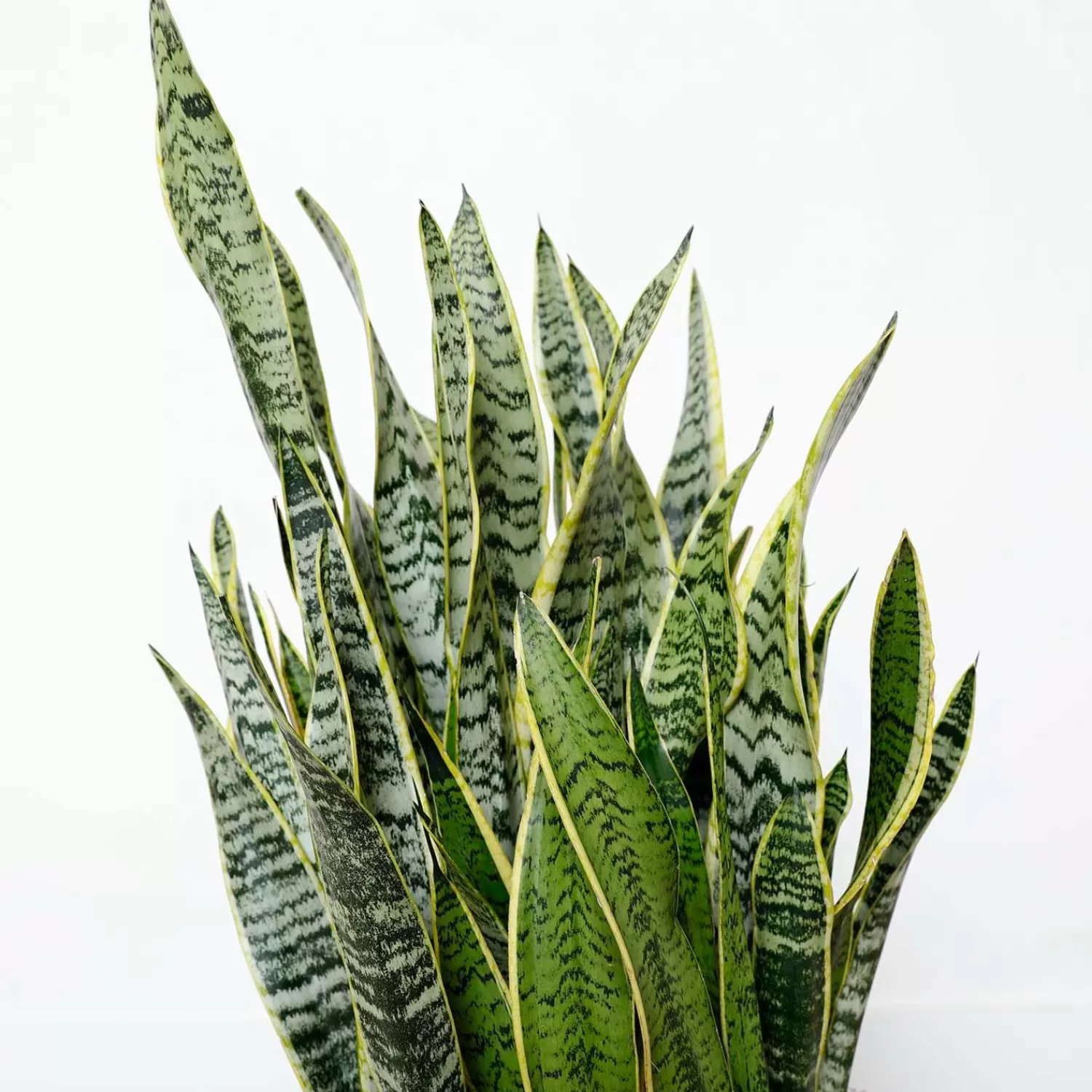 Snake Plant - Sansevieria Laurentii - 10In>Roger's Gardens Flash Sale