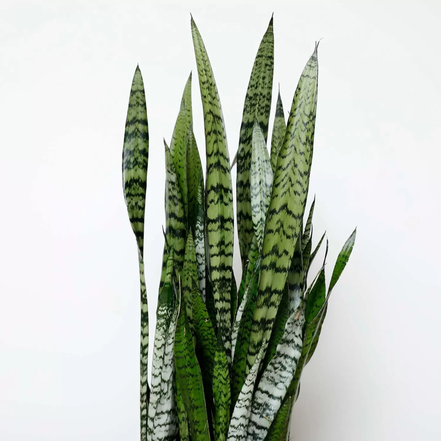 Snake Plant -Sansevieria Zeylanica - 10In>Roger's Gardens Outlet