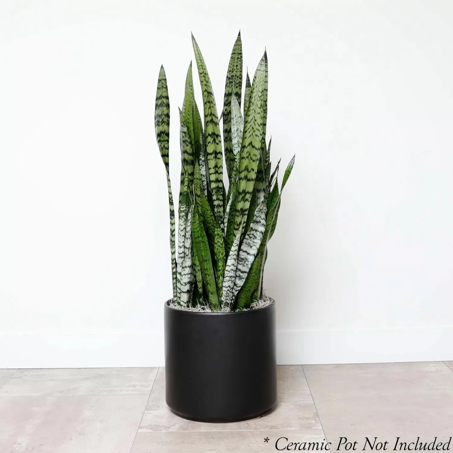 Snake Plant -Sansevieria Zeylanica - 10In>Roger's Gardens Outlet