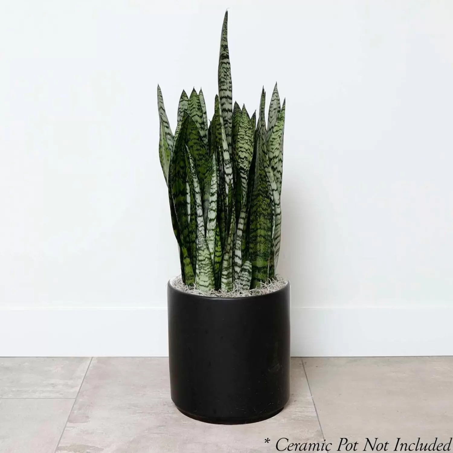 Snake Plant -Sansevieria Zeylanica - 8In>Roger's Gardens Cheap