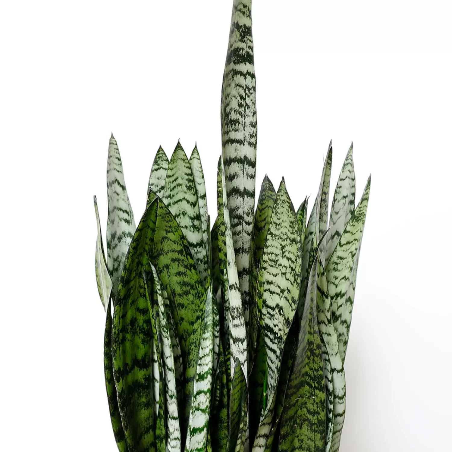 Snake Plant -Sansevieria Zeylanica - 8In>Roger's Gardens Cheap