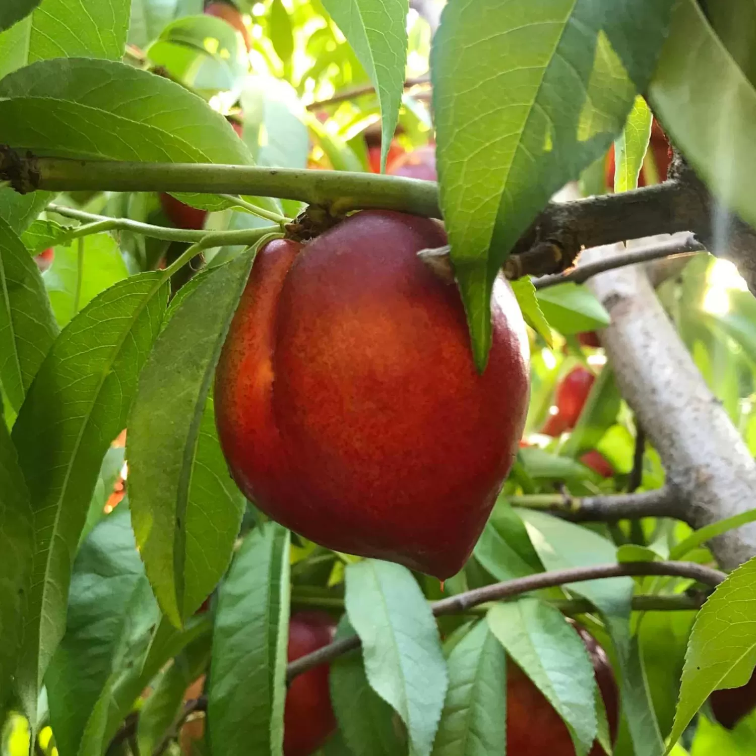 Snow Queen Nectarine- 10 Gallon>Roger's Gardens Flash Sale