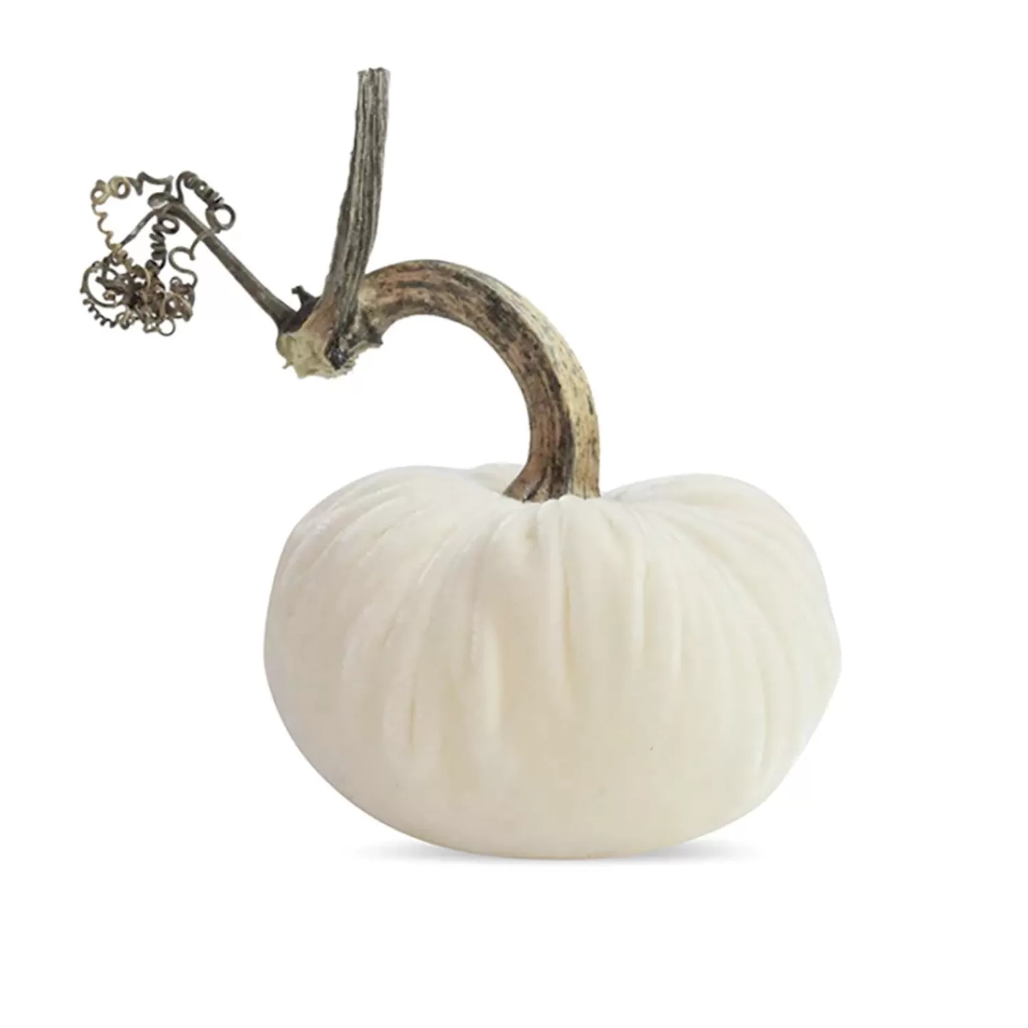 Snow Velvet Pumpkin - 6" Tall To 8" Tall>Roger's Gardens New