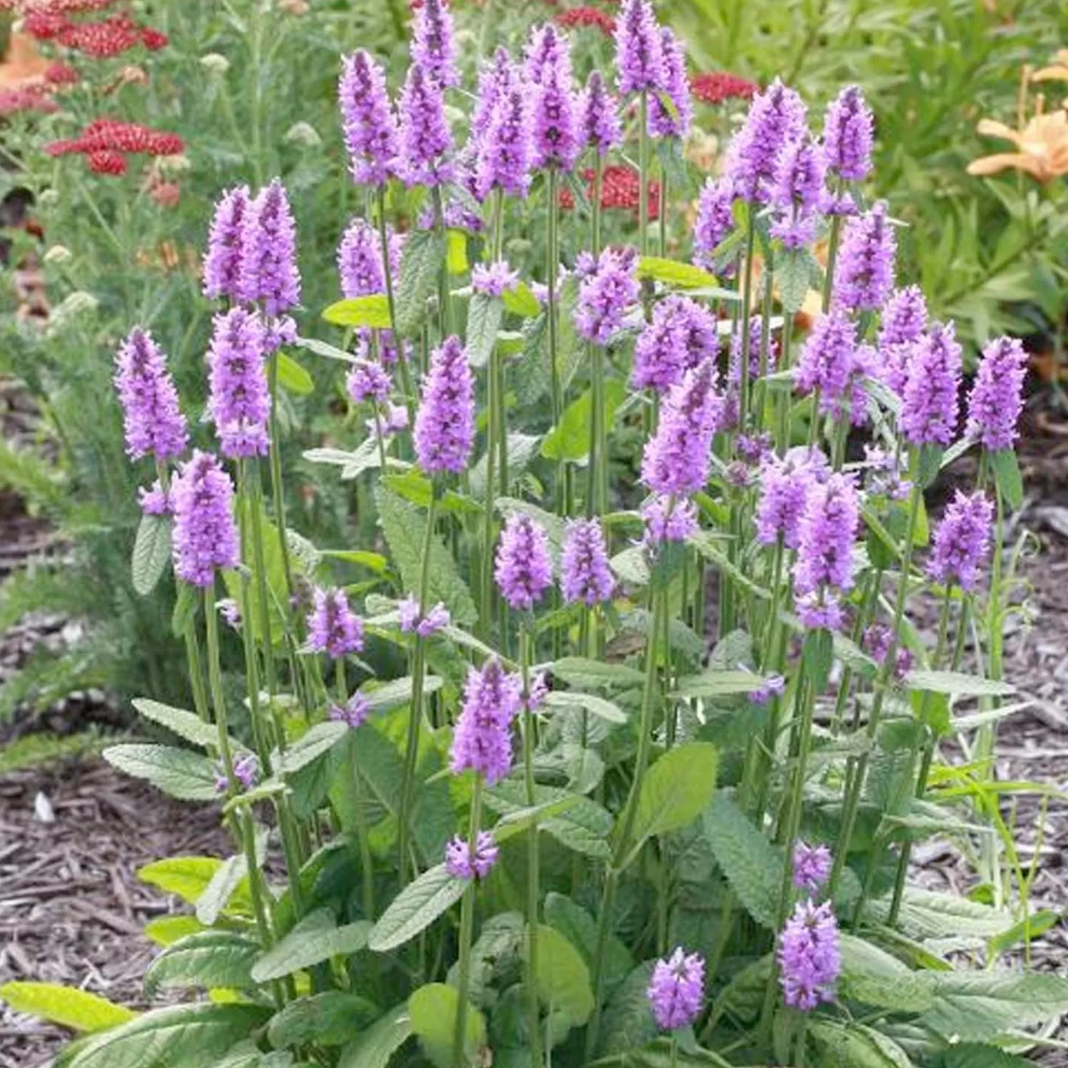 Stachys Officinalis 'Hummelo' - Hummelo Betony - 1 Gallon>Roger's Gardens Sale