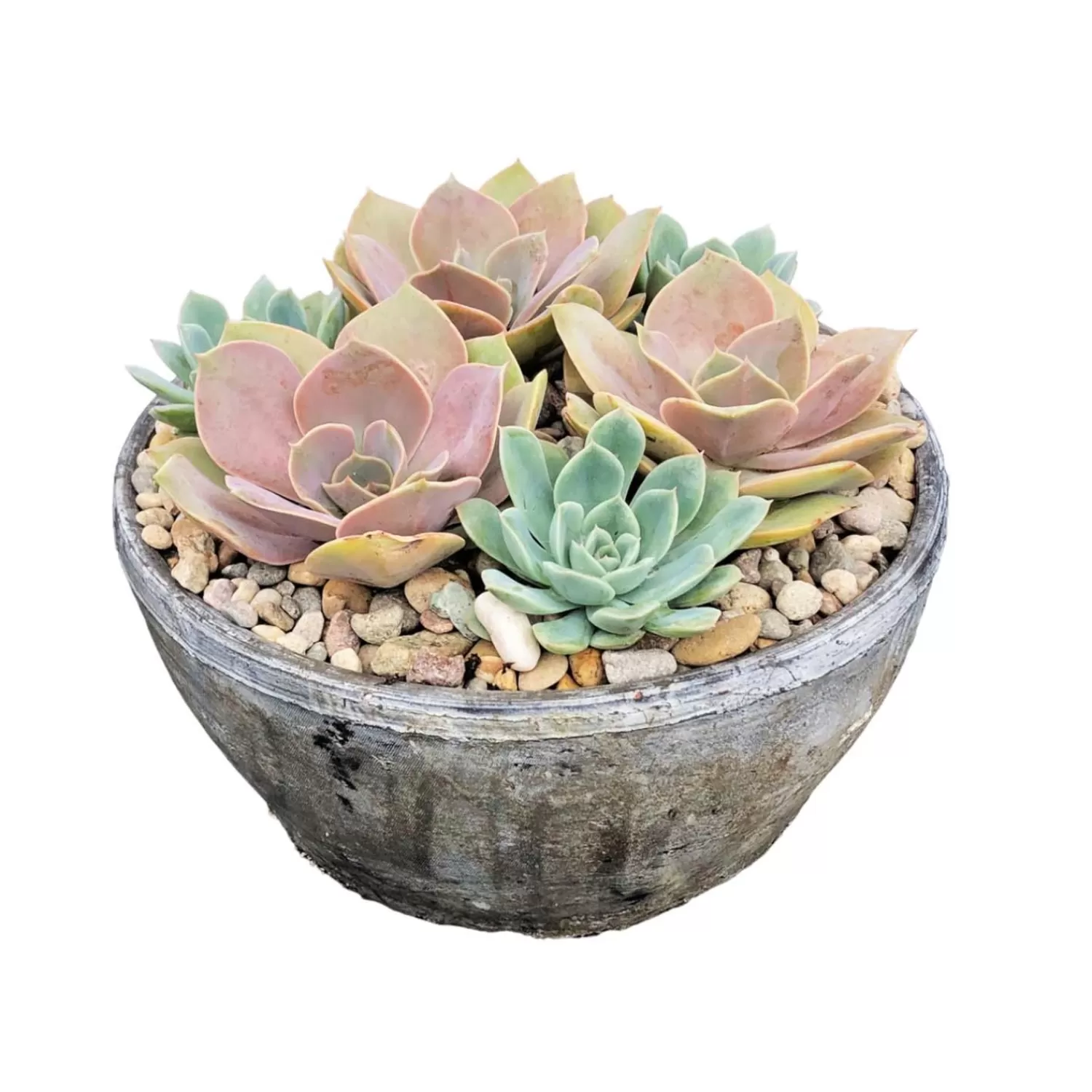 Succulents In 10'' Whitestone Bowl>Roger's Gardens Shop