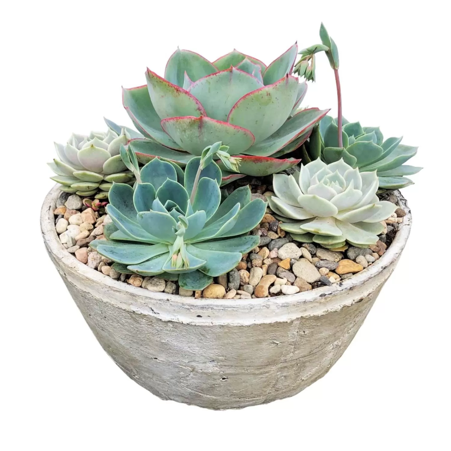 Succulents In 14'' Whitestone Bowl>Roger's Gardens Outlet