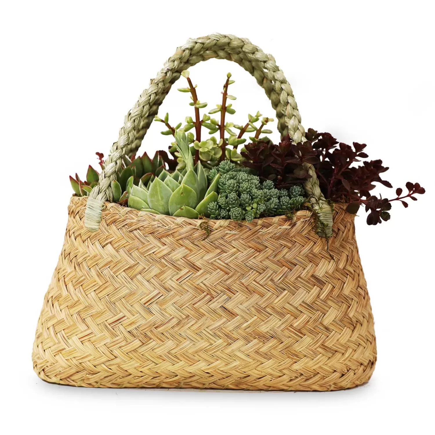 Succulents In Large Grass Purse>Roger's Gardens New