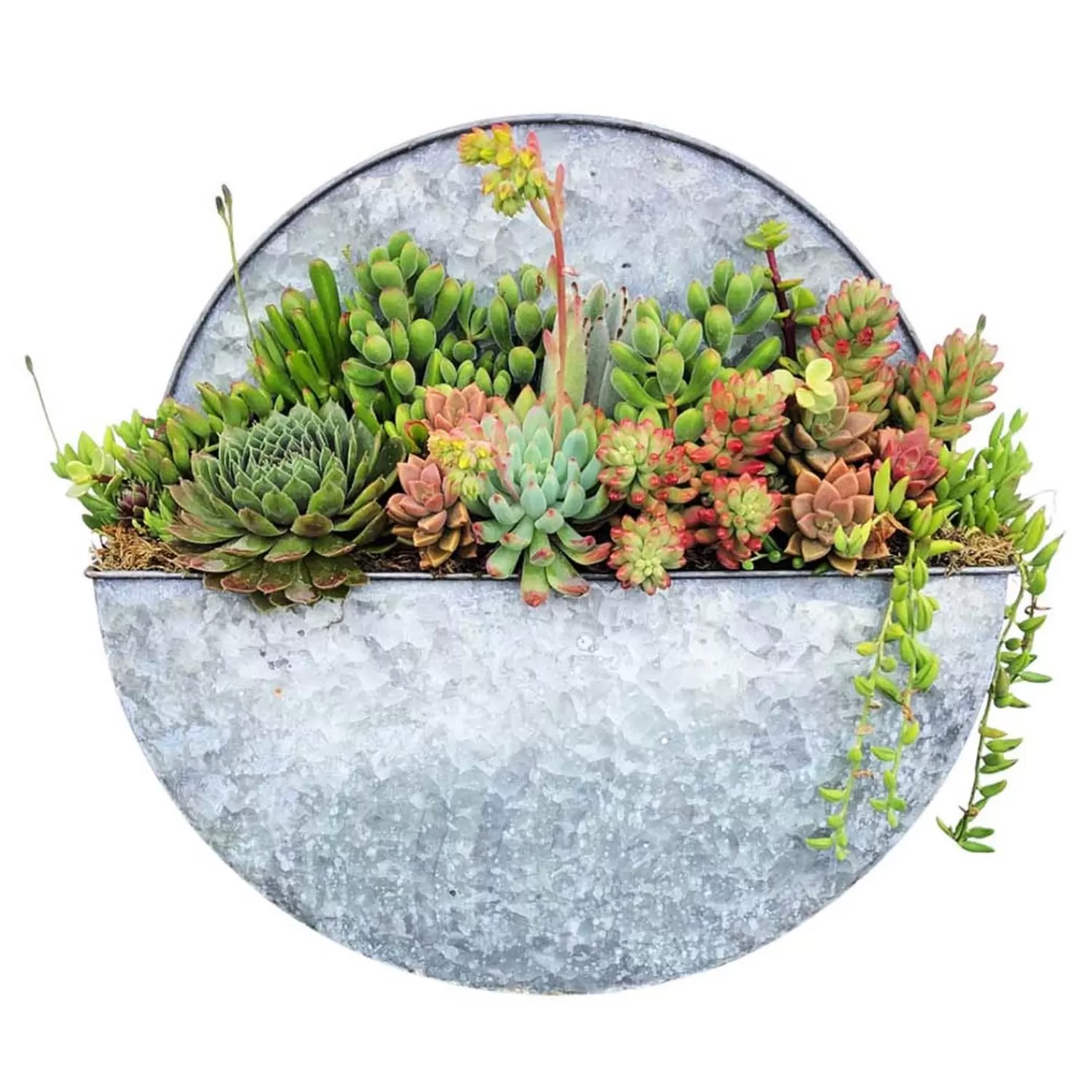 Succulents In Large Round Metal Wall Planter - 16"Dia>Roger's Gardens Sale