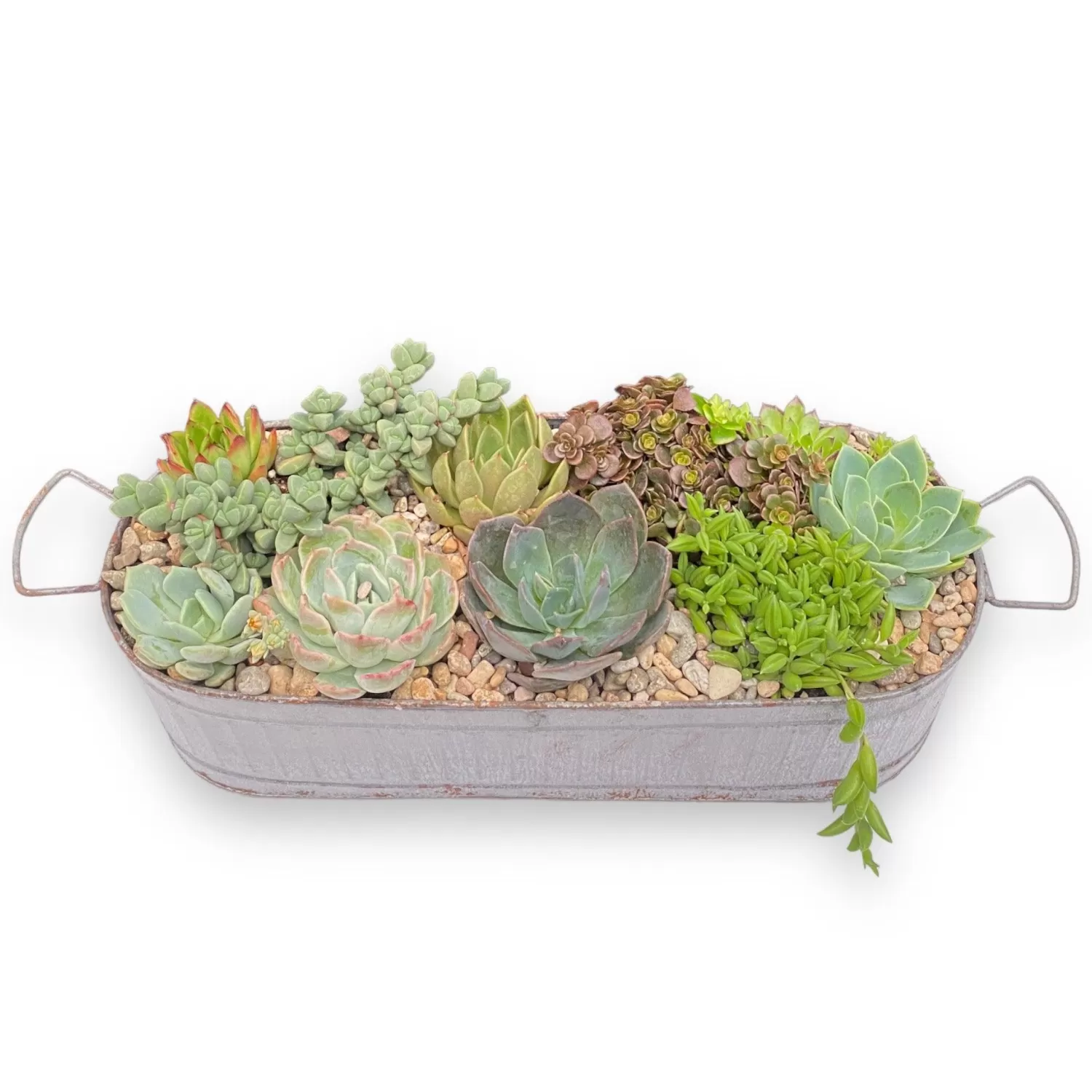 Succulents In Large Zinc Oval Tray>Roger's Gardens Best