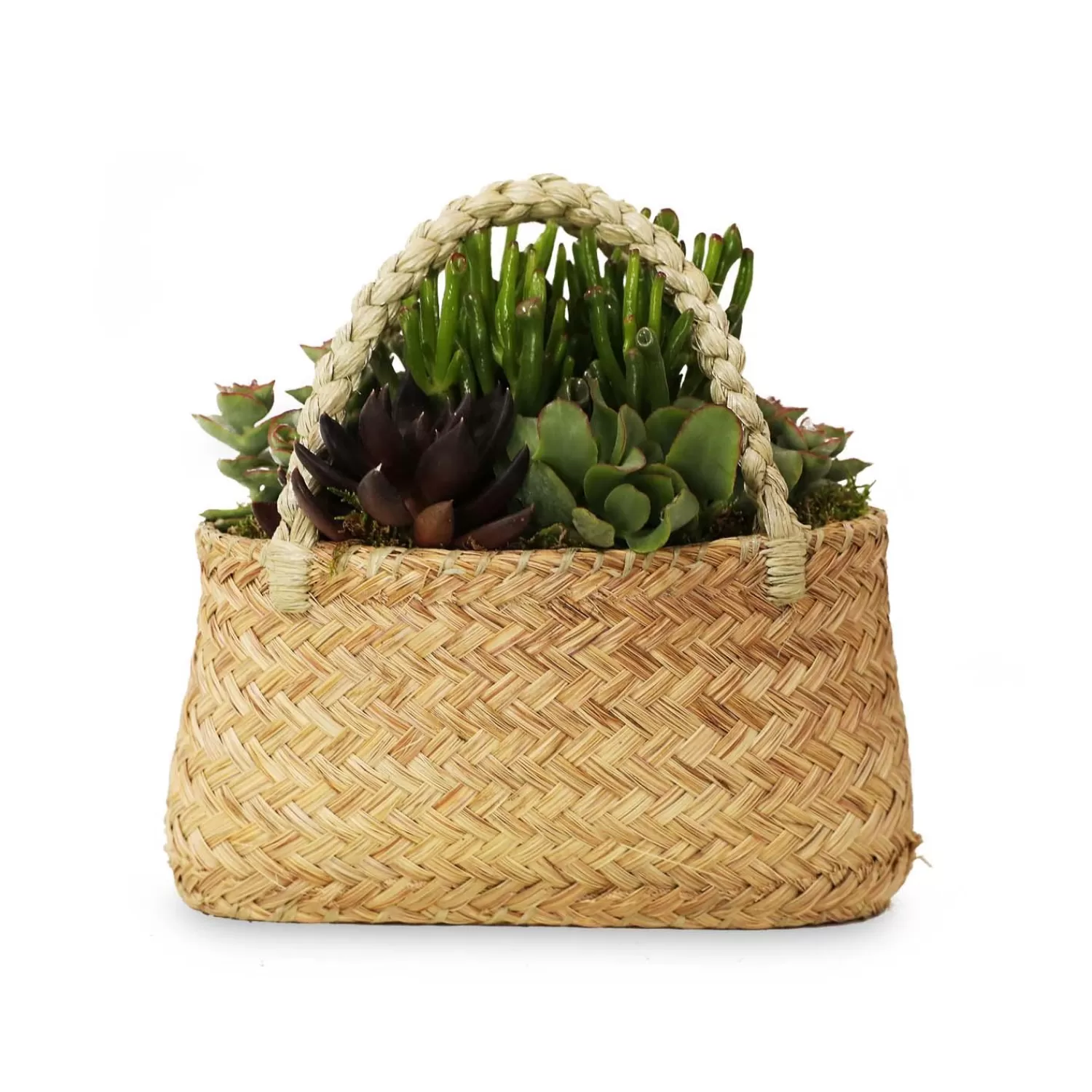 Succulents In Medium Grass Purse>Roger's Gardens Hot