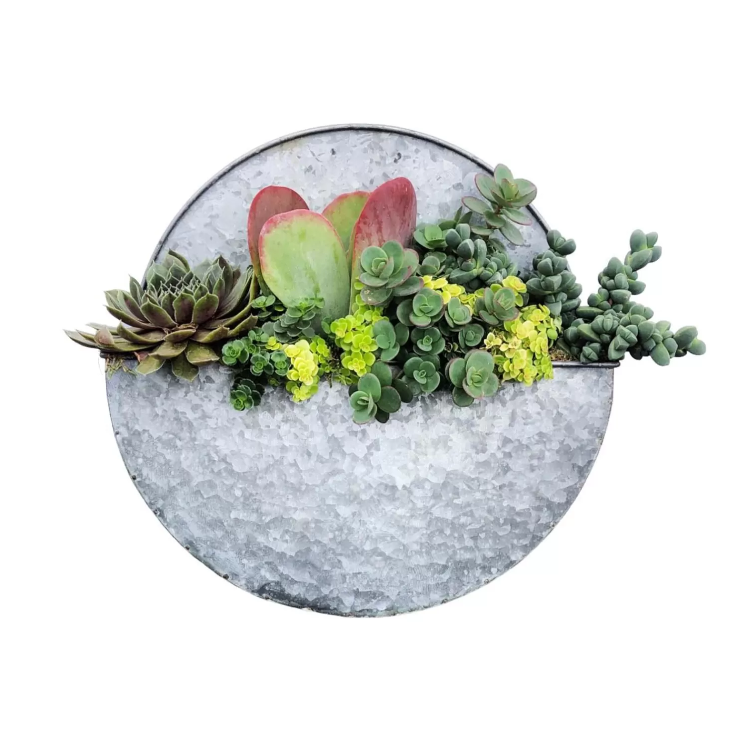 Succulents In Medium Round Metal Wall Planter - 13"Dia>Roger's Gardens Flash Sale