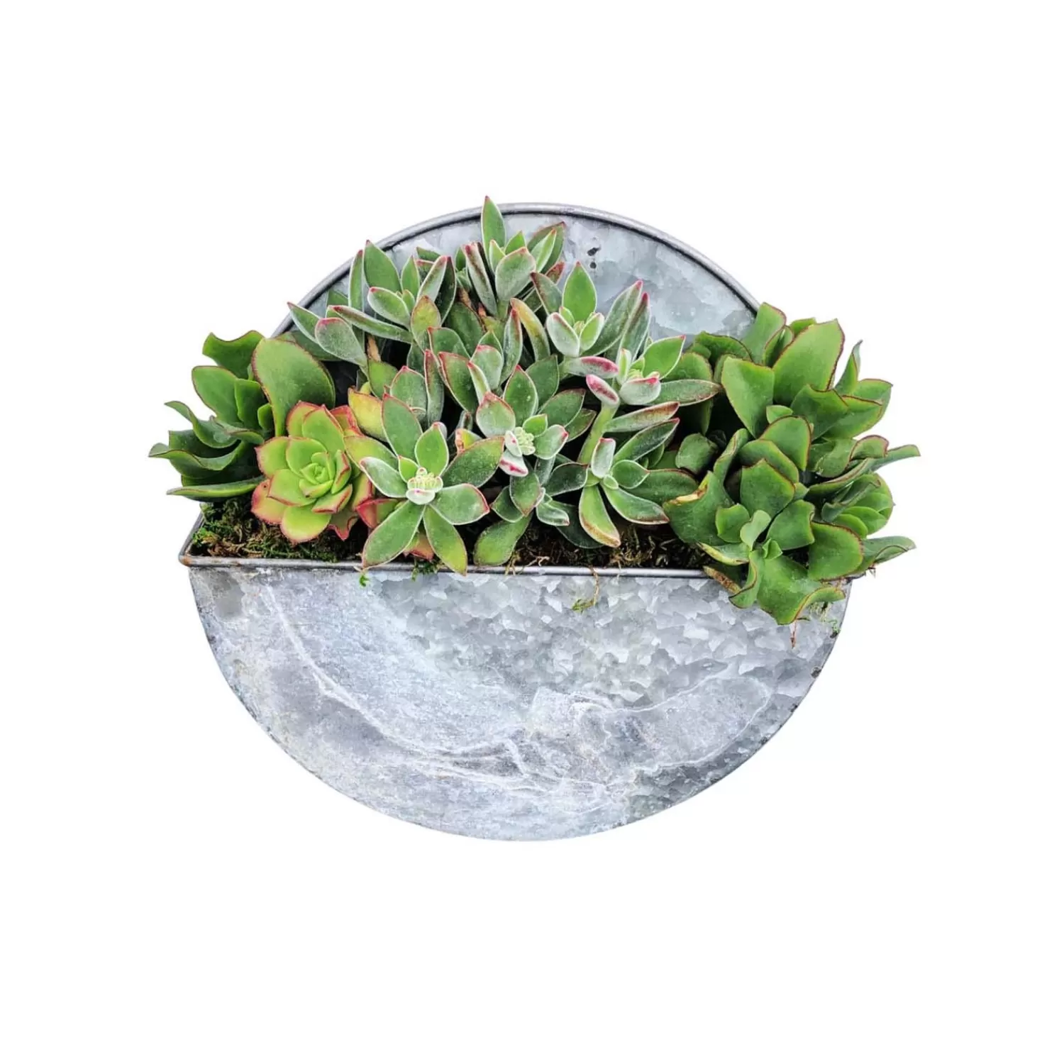 Succulents In Small Round Metal Wall Planter - 10"Dia>Roger's Gardens Store