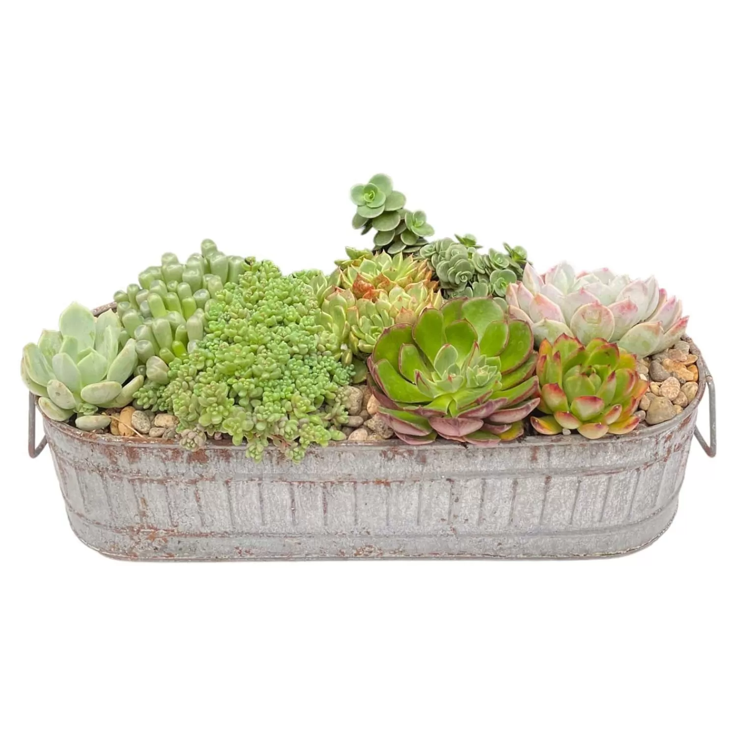 Succulents In Small Zinc Oval Tray>Roger's Gardens Cheap