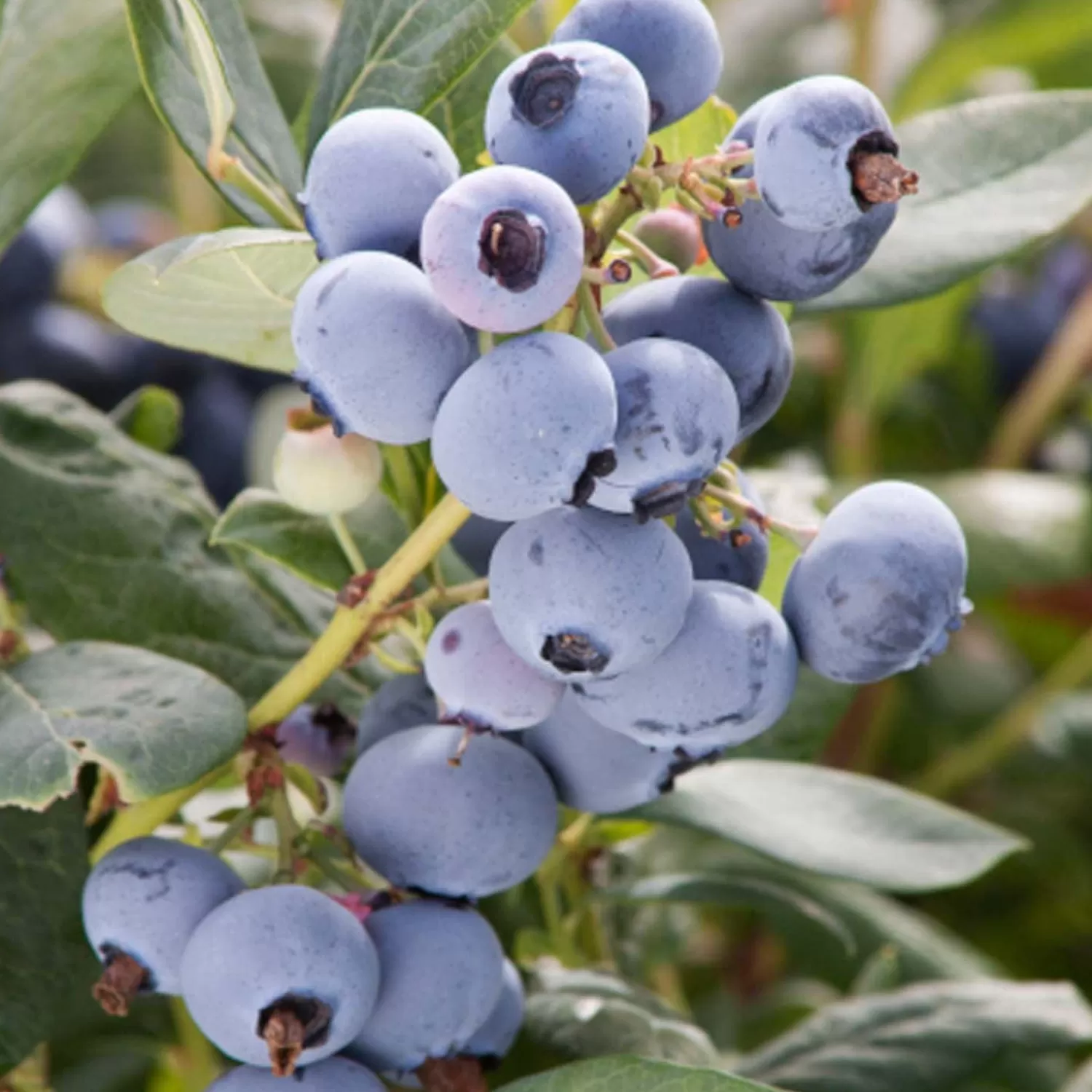 Sunshine Blue Blueberry - 2 Gallon>Roger's Gardens Shop