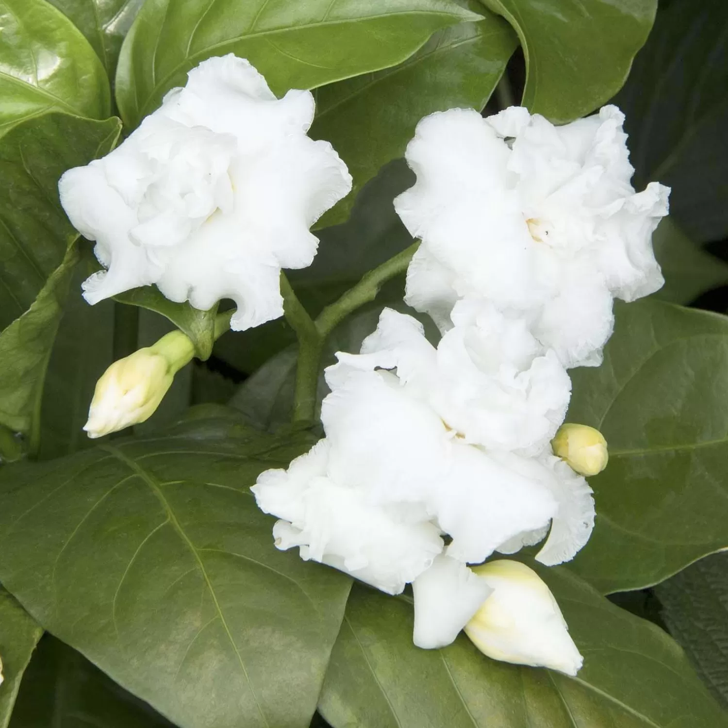 Tabernaemontana 'Flore Pleno' - Cape Jasmine - 5 Gallon>Roger's Gardens Clearance