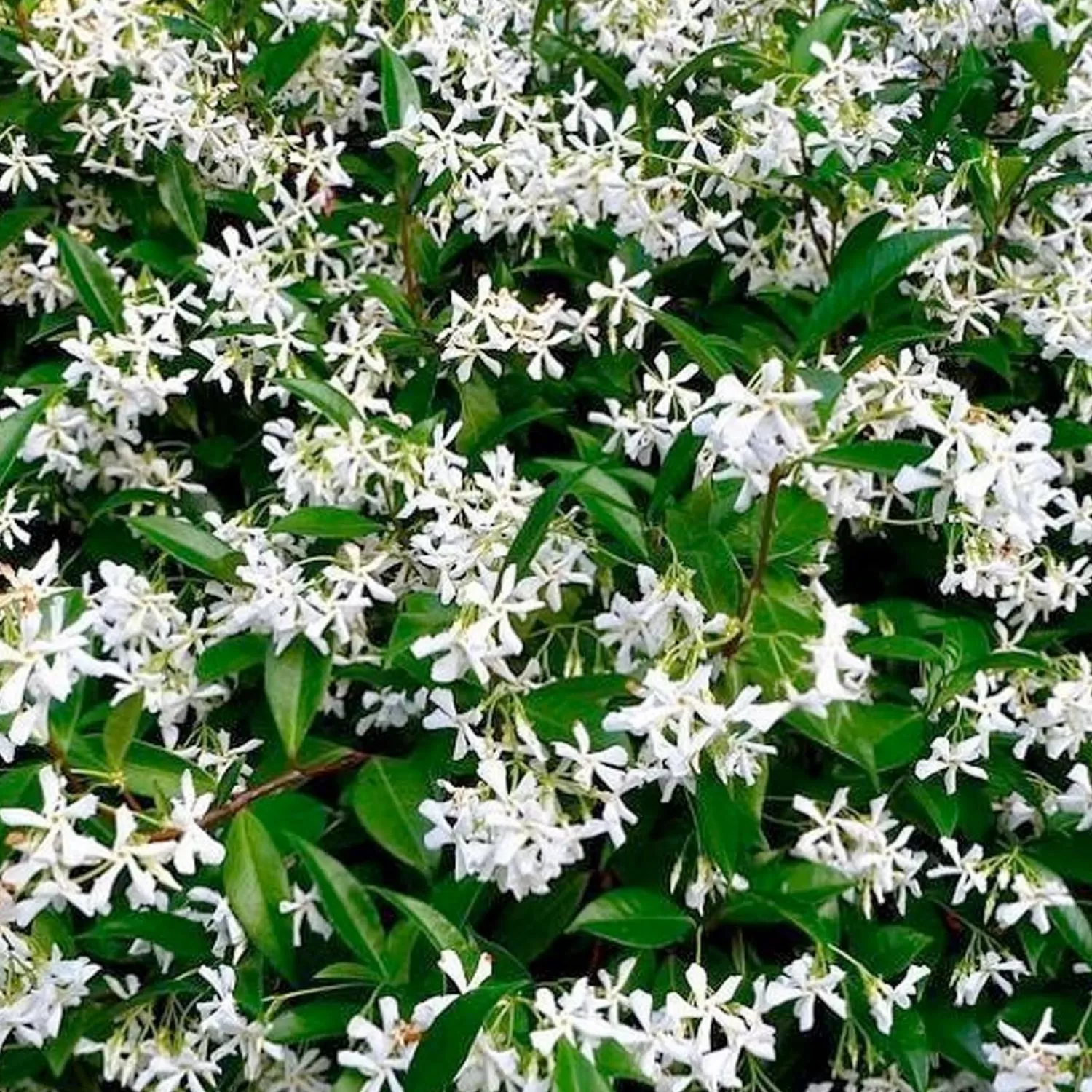 Trachelospermum Jasminoides - Star Jasmine - Trellis - 5 Gallon>Roger's Gardens New