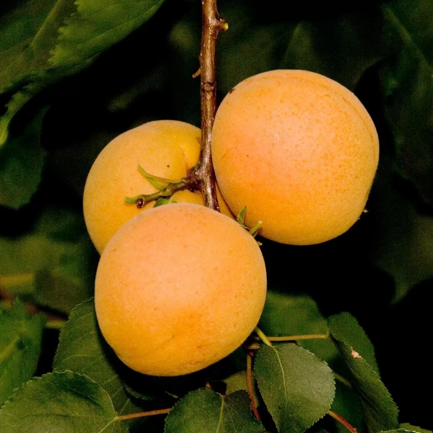 Tropic Gold Apricot - 10 Gallon>Roger's Gardens Fashion