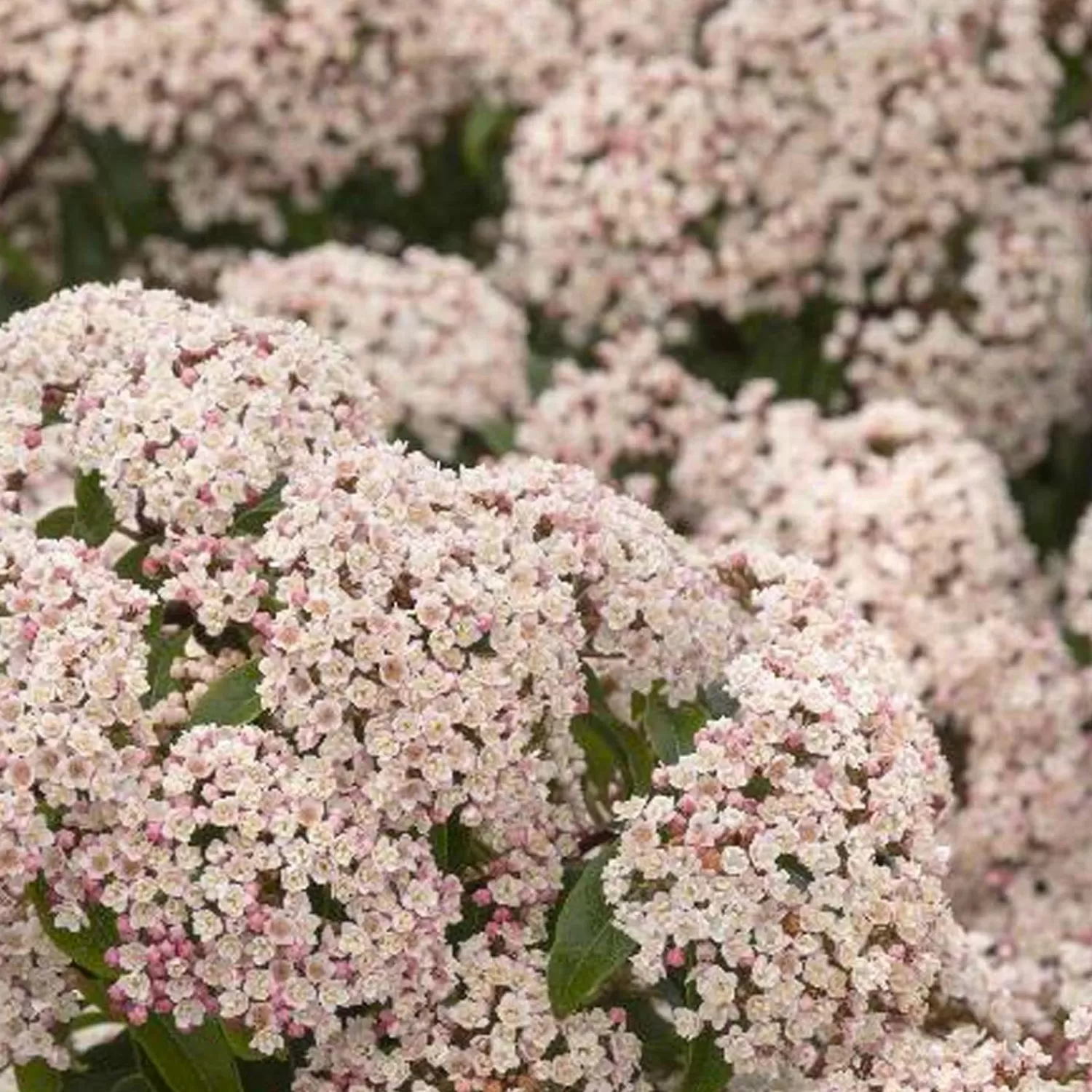 Viburnum Tinus 'Compactum' - Dwarf Viburnum - 1 Gallon>Roger's Gardens Hot