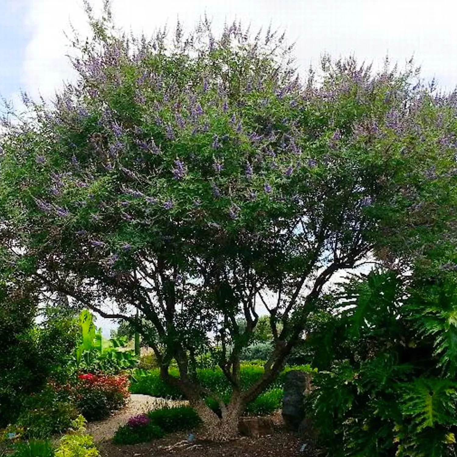 Vitex Agnus-Castus - Chaste Tree - 2 Gallon>Roger's Gardens Best Sale