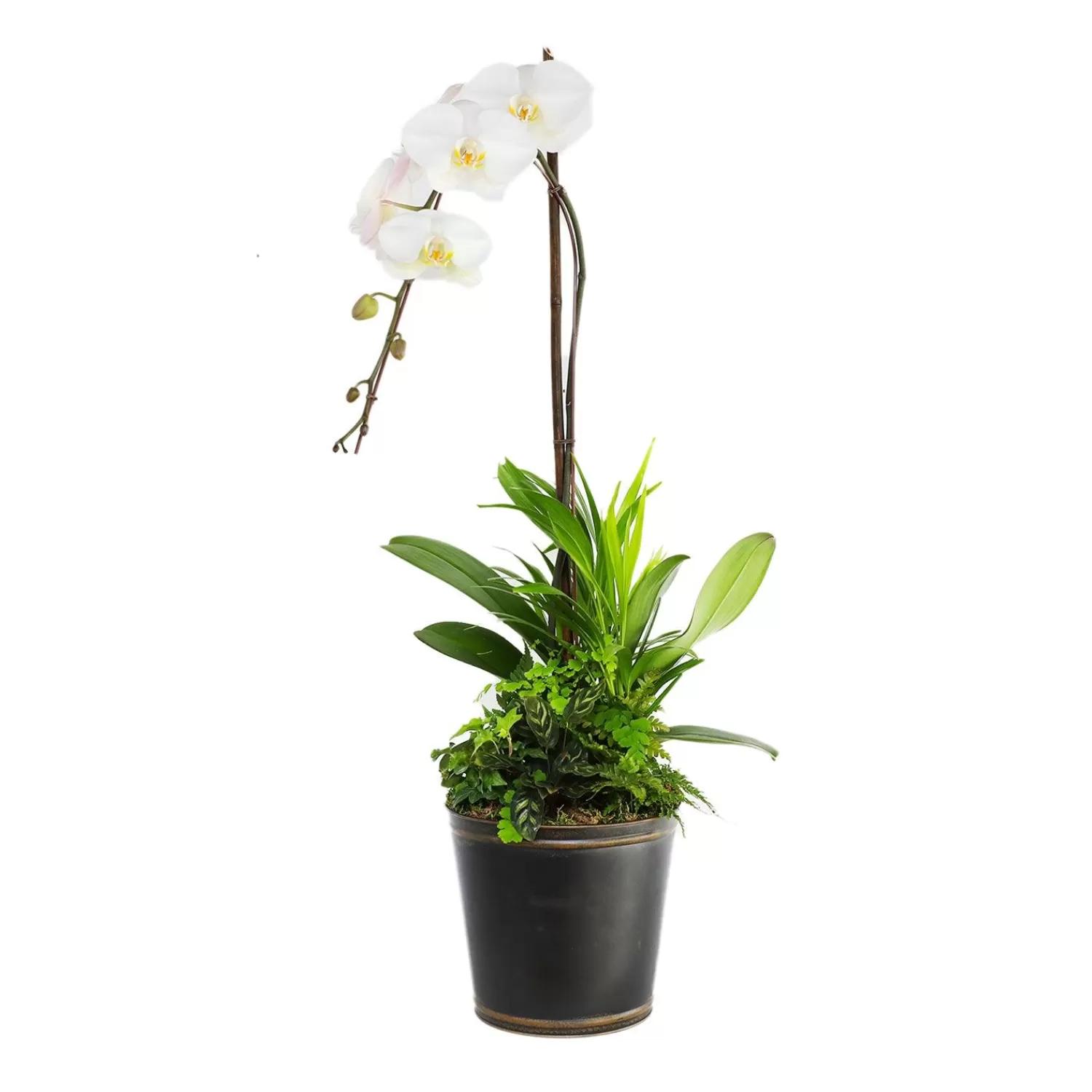 White Orchid In Large Black And Copper Tin>Roger's Gardens Discount