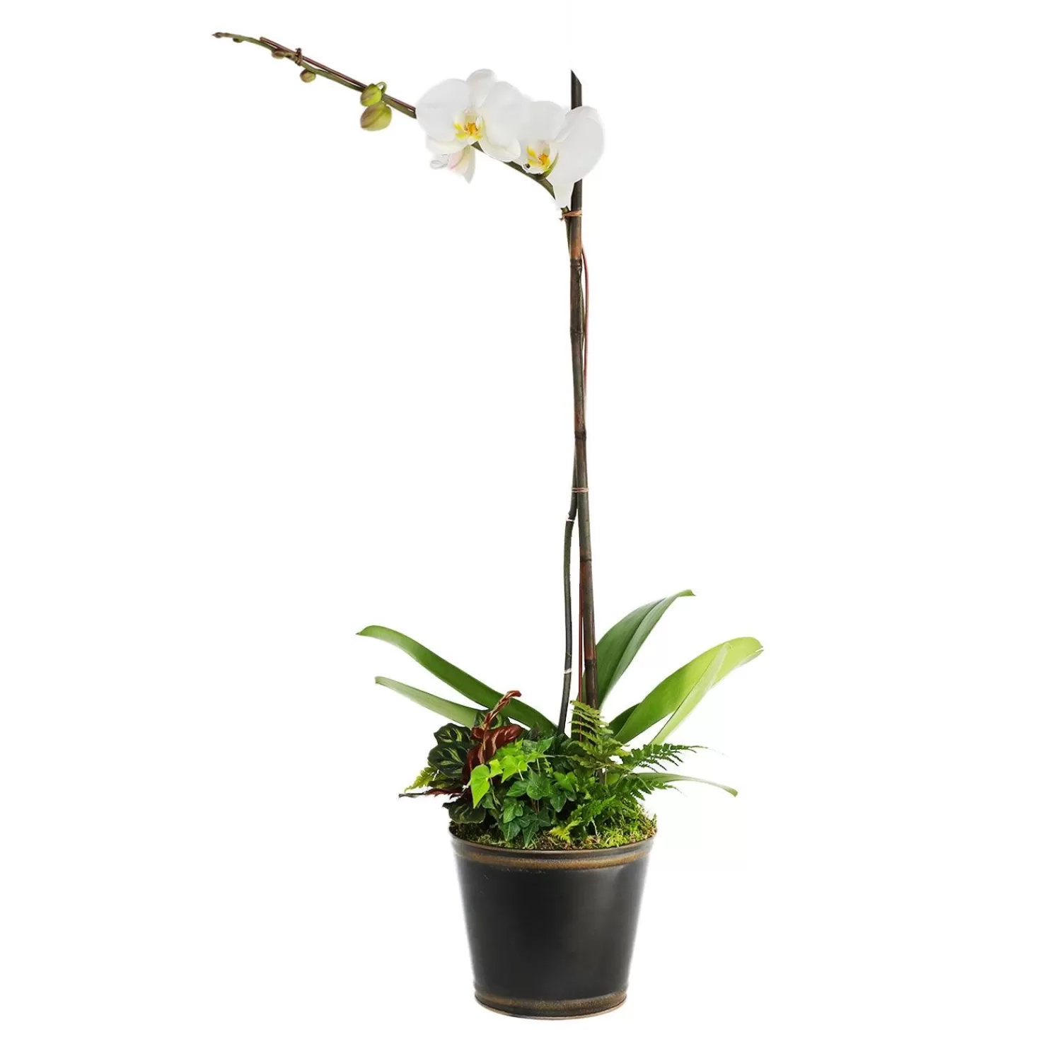 White Orchid In Small Black And Copper Tin>Roger's Gardens New