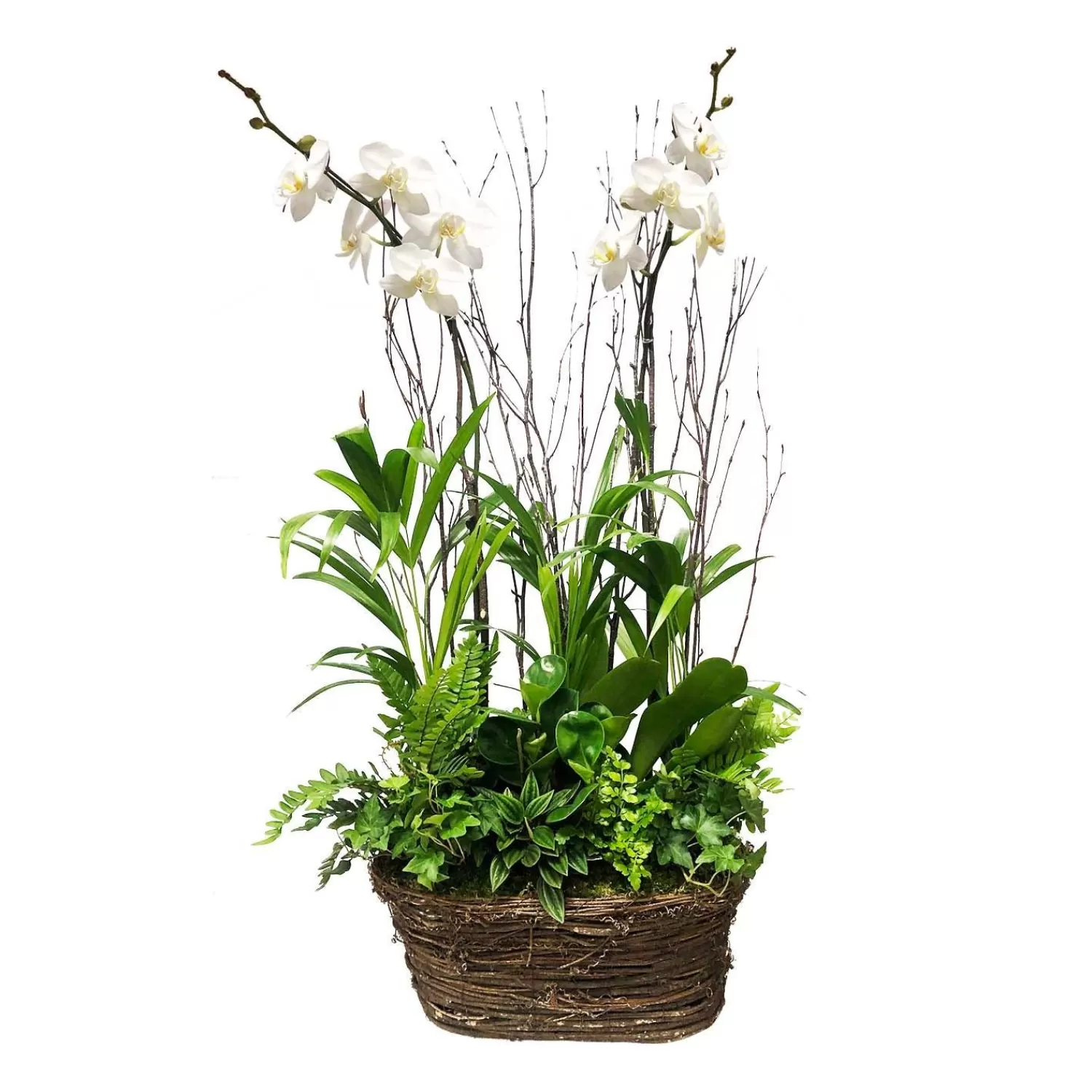 White Orchids In Oval Grapevine Basket>Roger's Gardens Discount