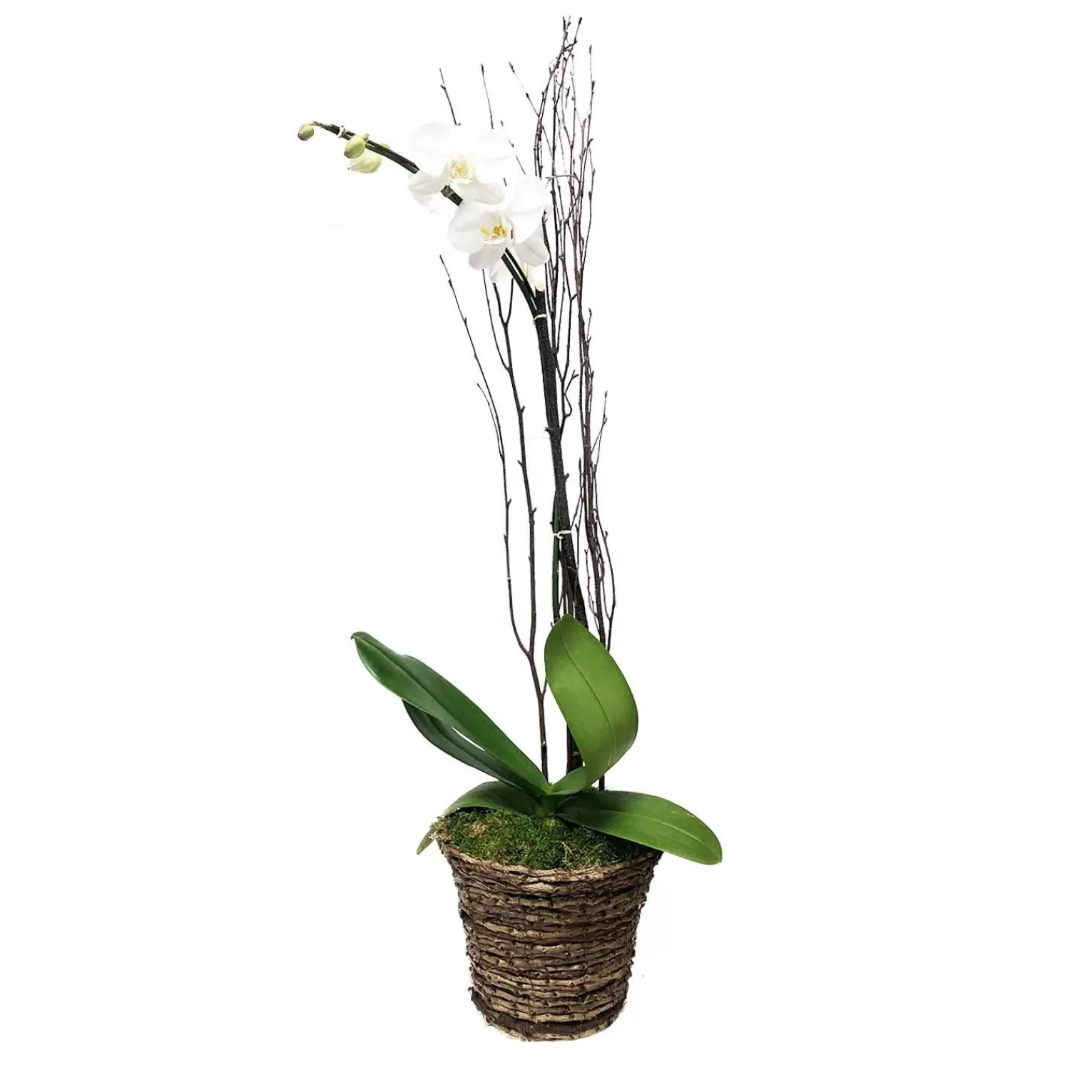 White Phalaenopsis In Grapevine Basket>Roger's Gardens Outlet