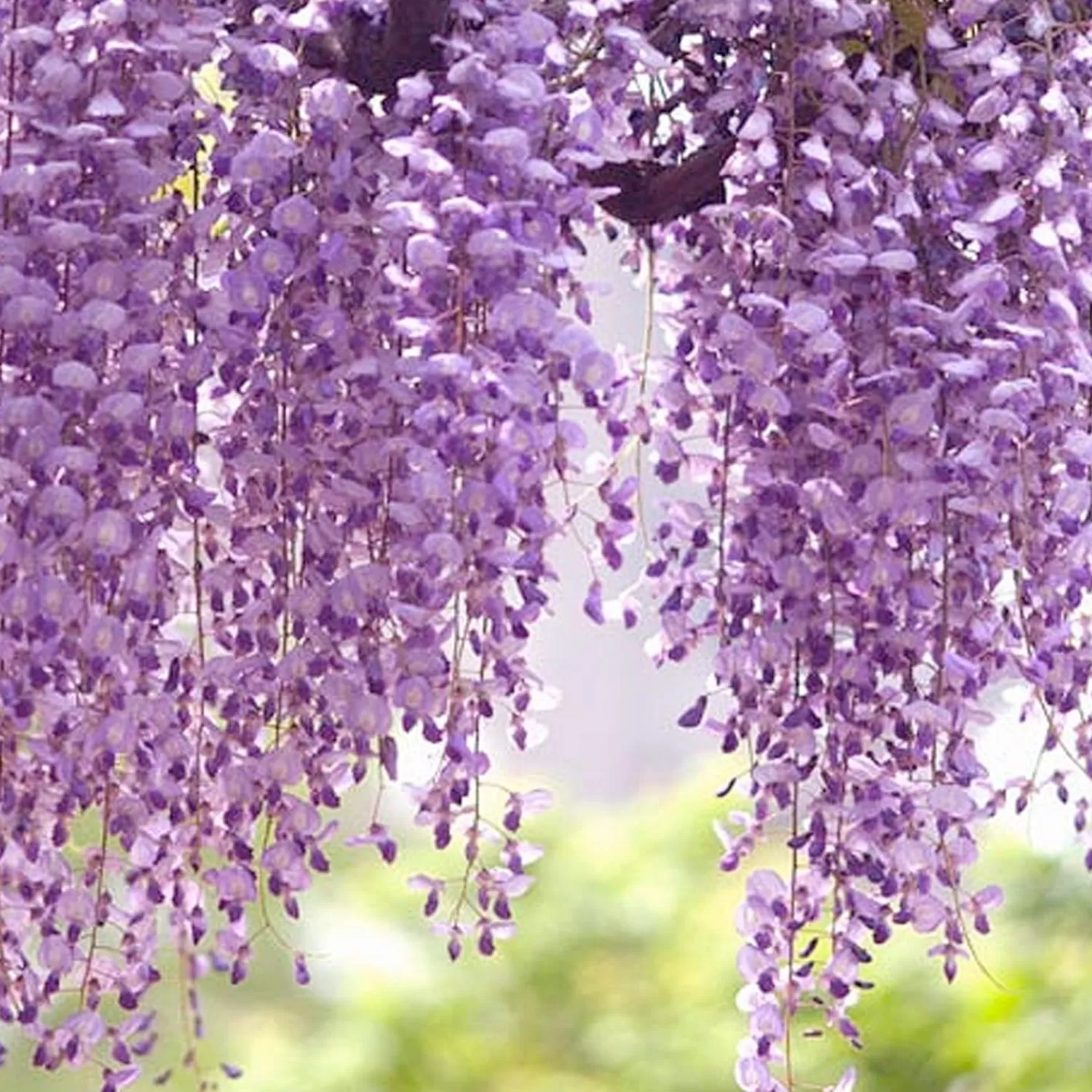 Wisteria 'Texas Purple' - Texas Purple Japanese Wisteria - 5 Gallon>Roger's Gardens New